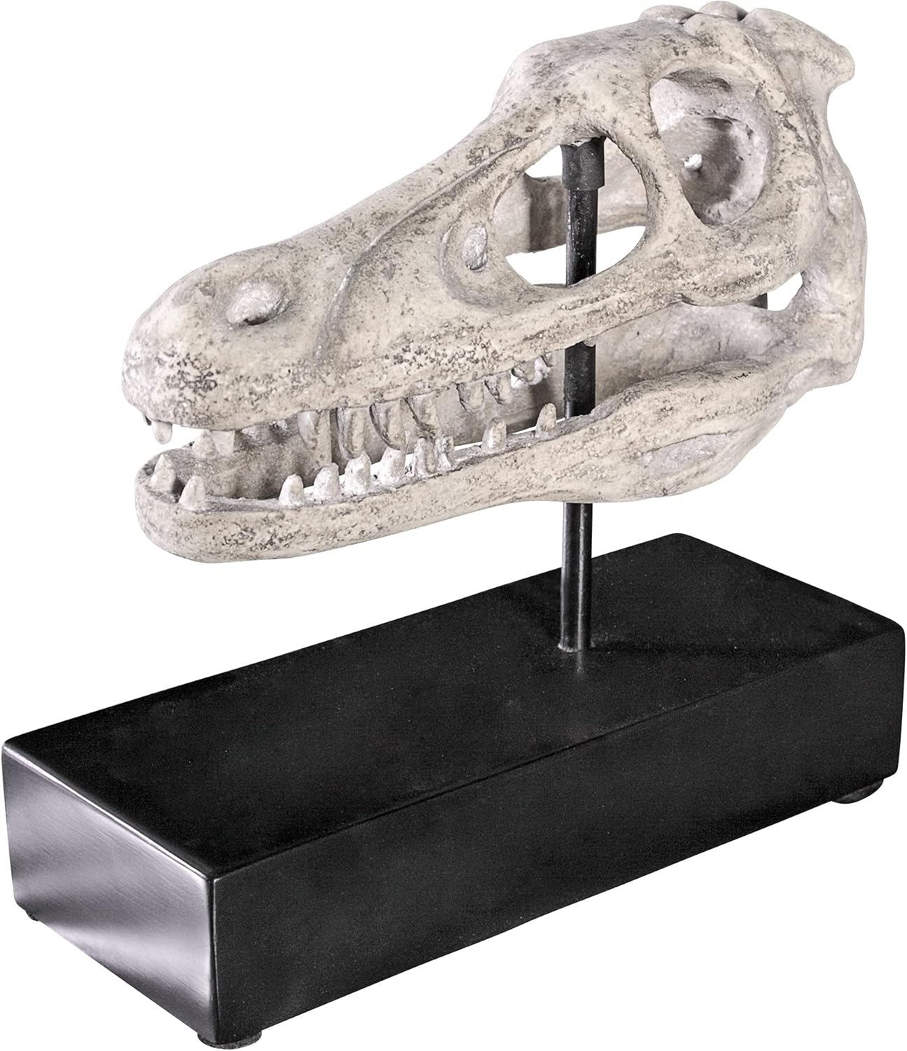Design Toscano Velociraptor Dinosaur Skull Fossil Statue on Museum Mount