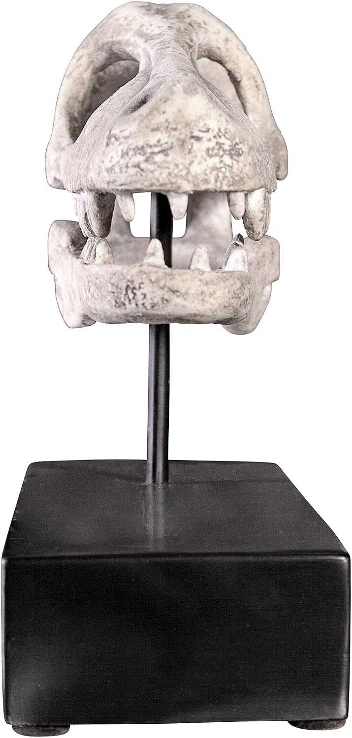 Design Toscano Velociraptor Dinosaur Skull Fossil Statue on Museum Mount