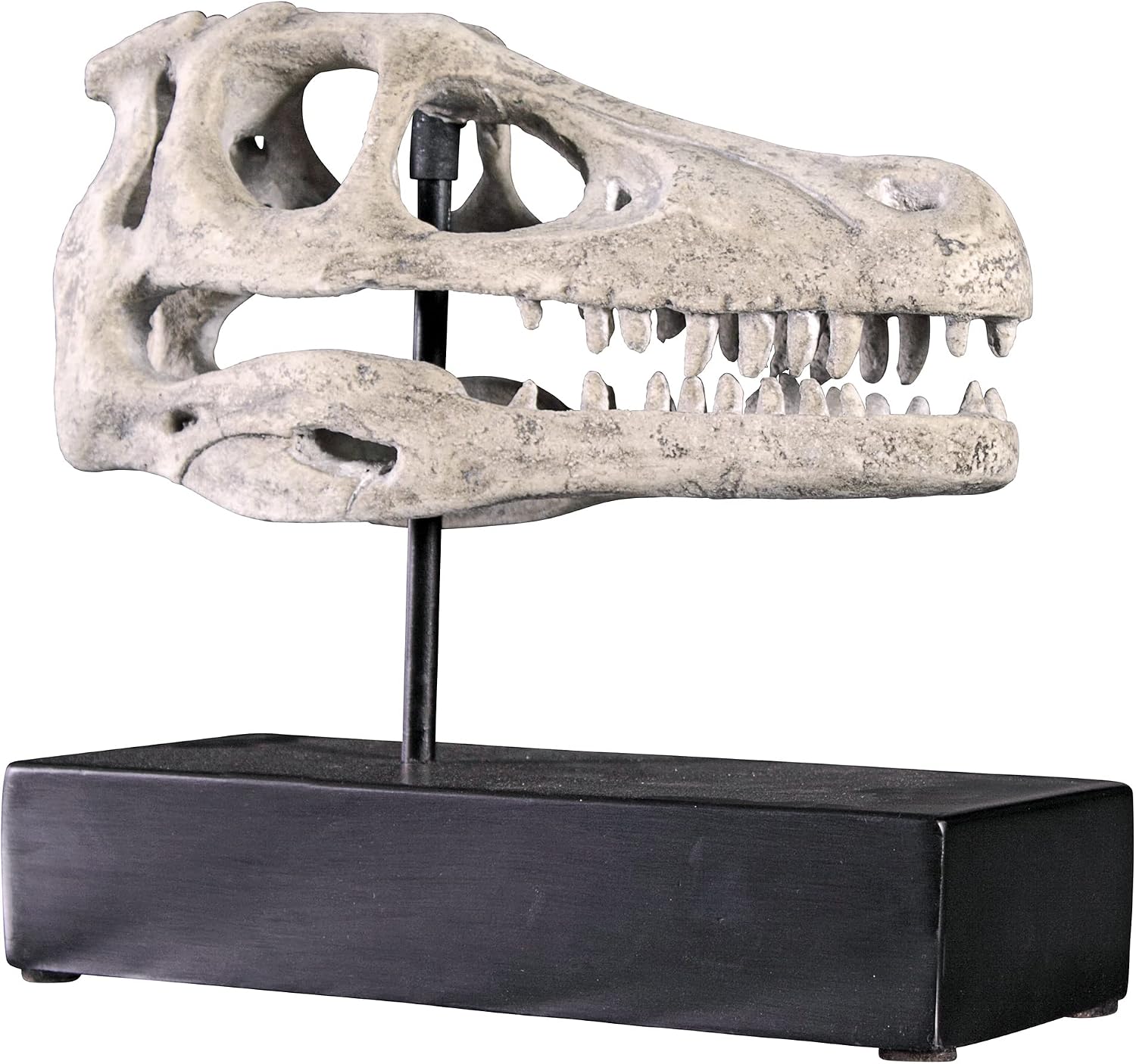 Design Toscano Velociraptor Dinosaur Skull Fossil Statue on Museum Mount