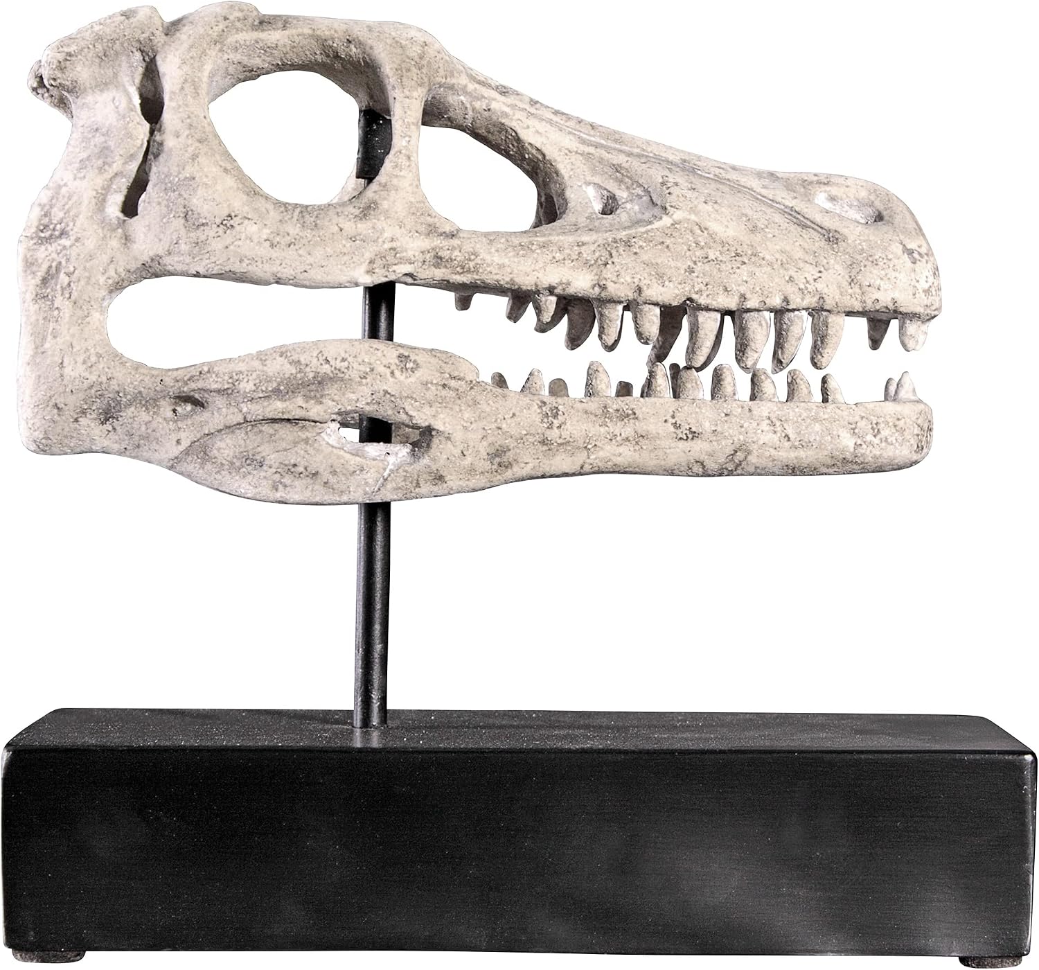 Design Toscano Velociraptor Dinosaur Skull Fossil Statue on Museum Mount